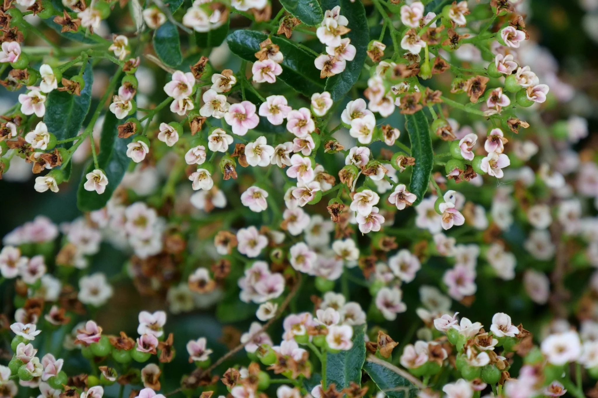 Berry Box® Pyracomeles - Image 3