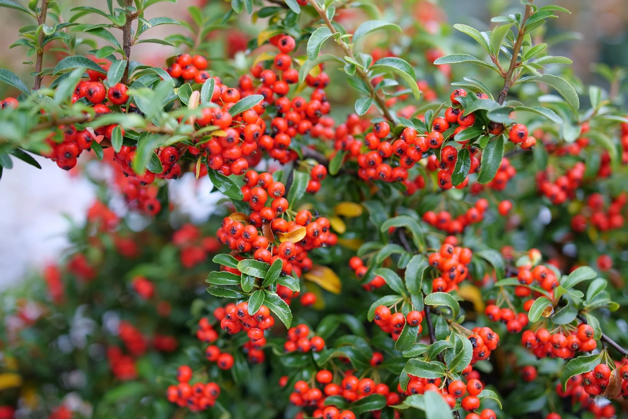 Berry Box® Pyracomeles - Image 4