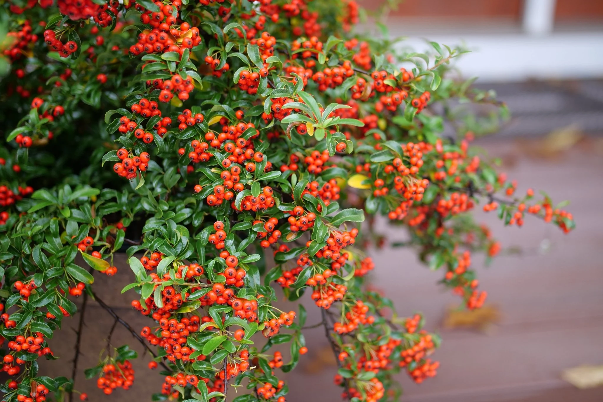 Berry Box® Pyracomeles - Image 5