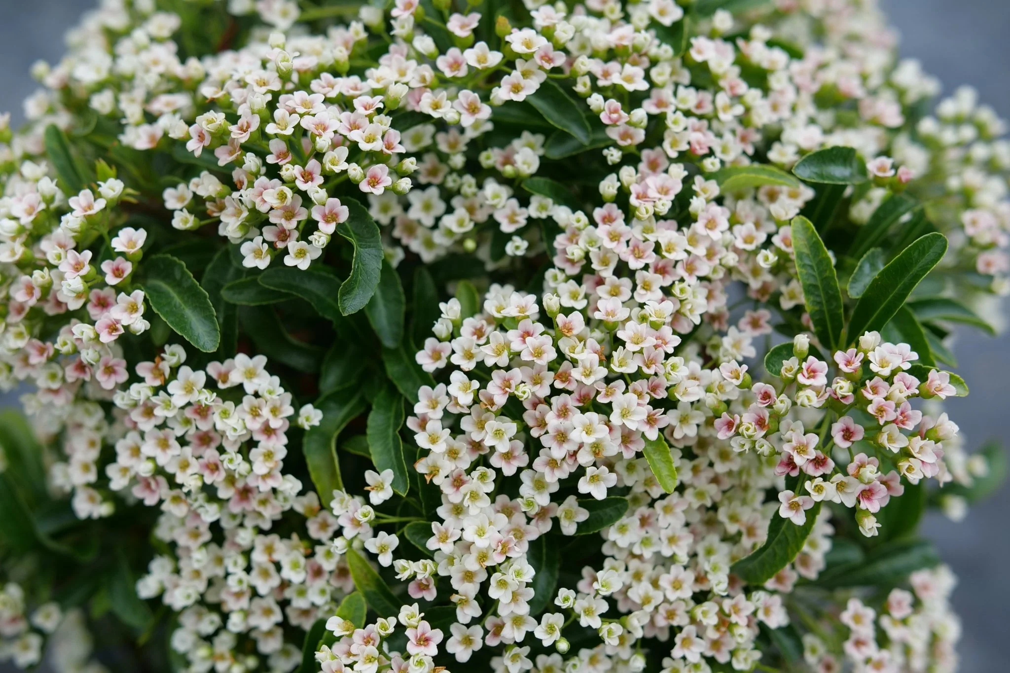 Berry Box® Pyracomeles - Image 6