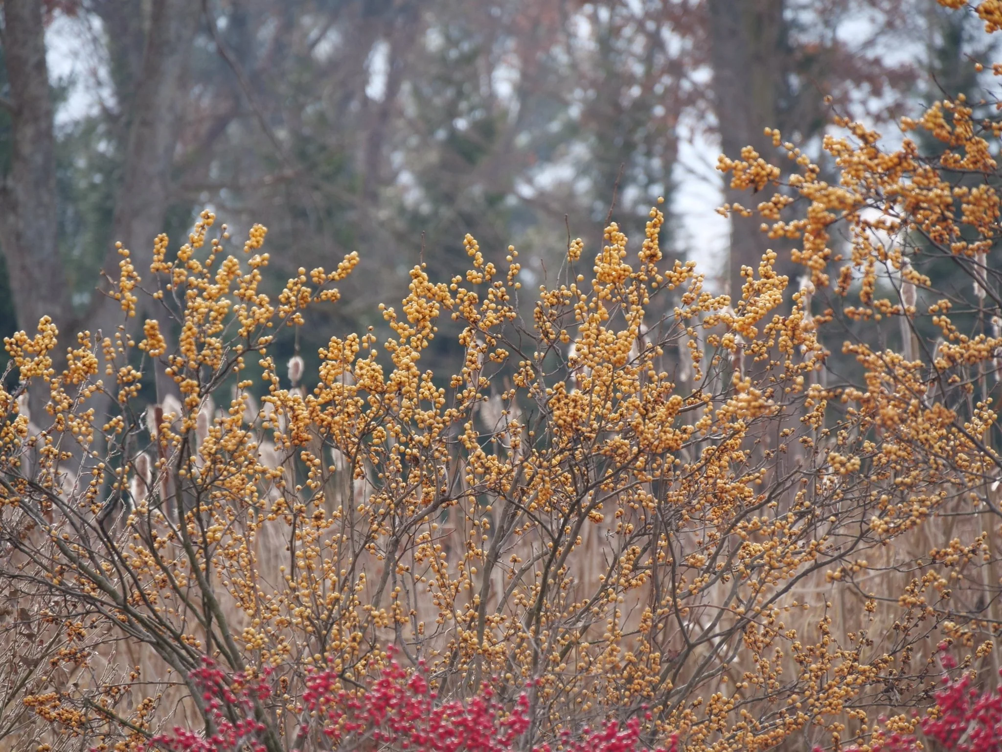 Berry Heavy® Gold Winterberry - Image 10