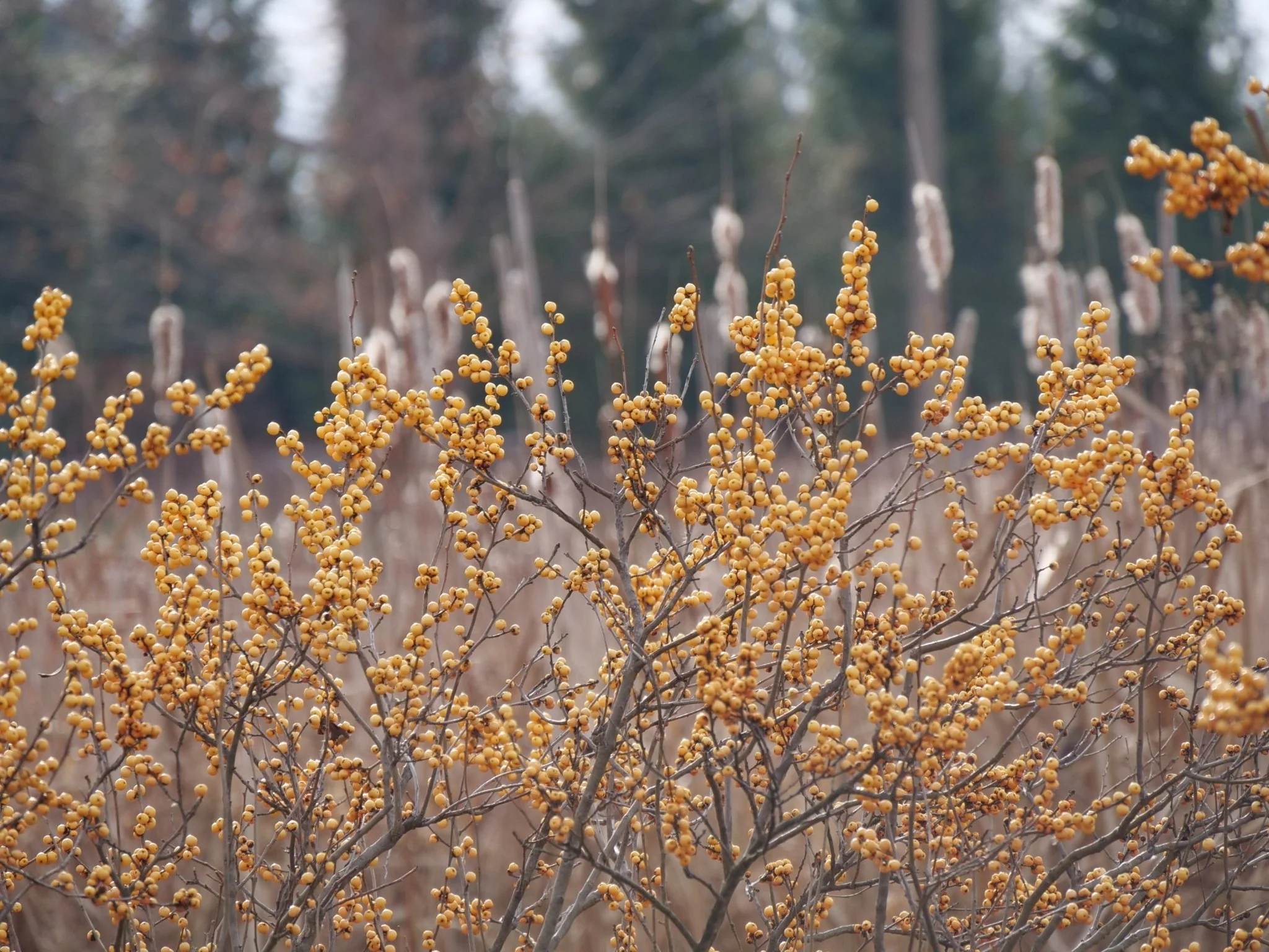 Berry Heavy® Gold Winterberry - Image 12