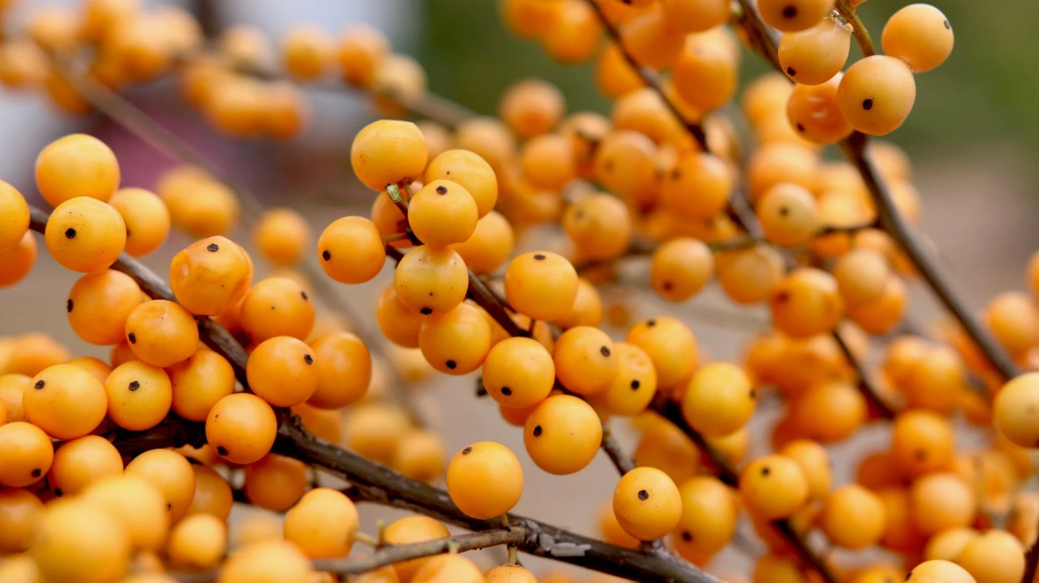 Berry Heavy® Gold Winterberry - Image 5