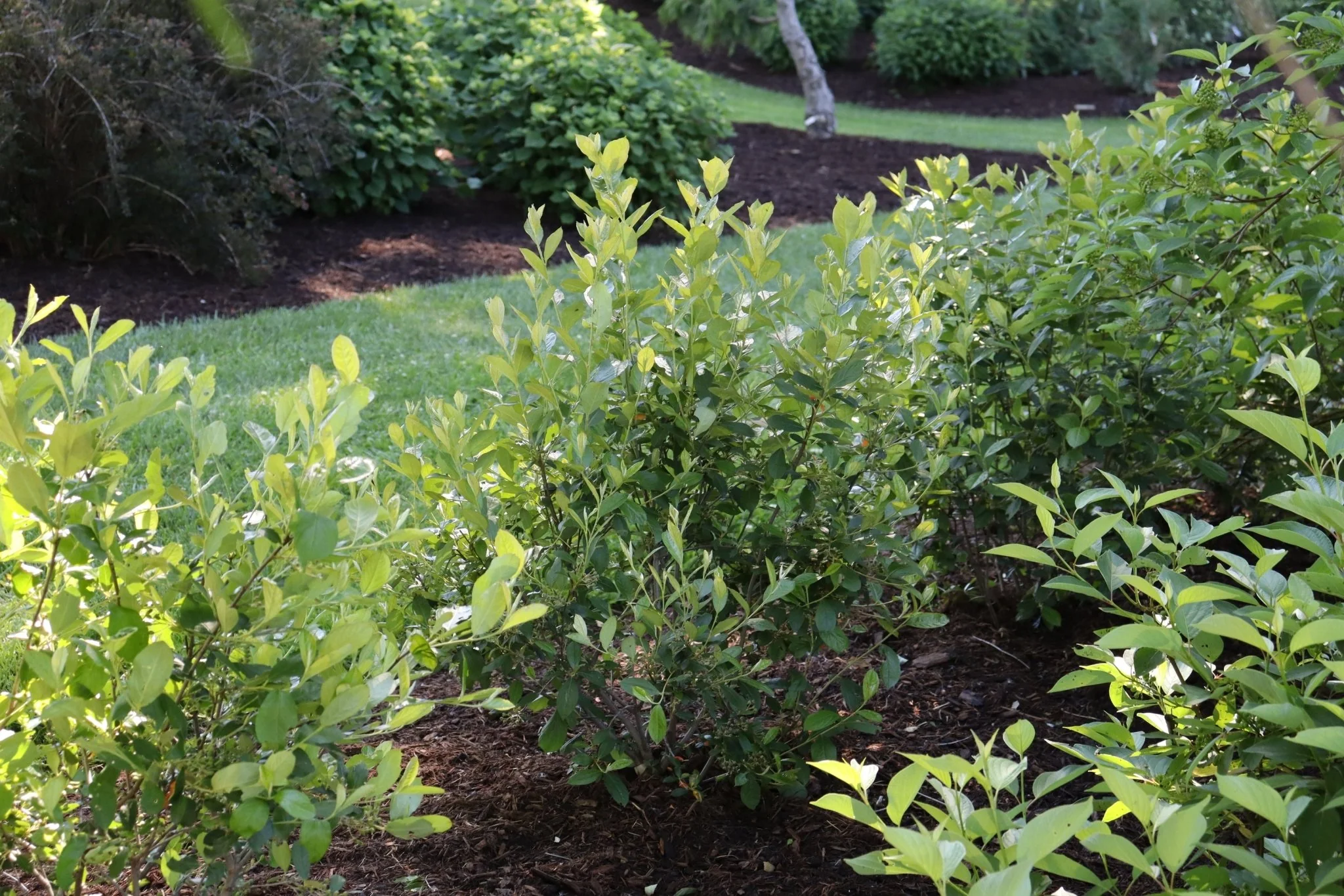 Berry Scape® Red Aronia - Image 2