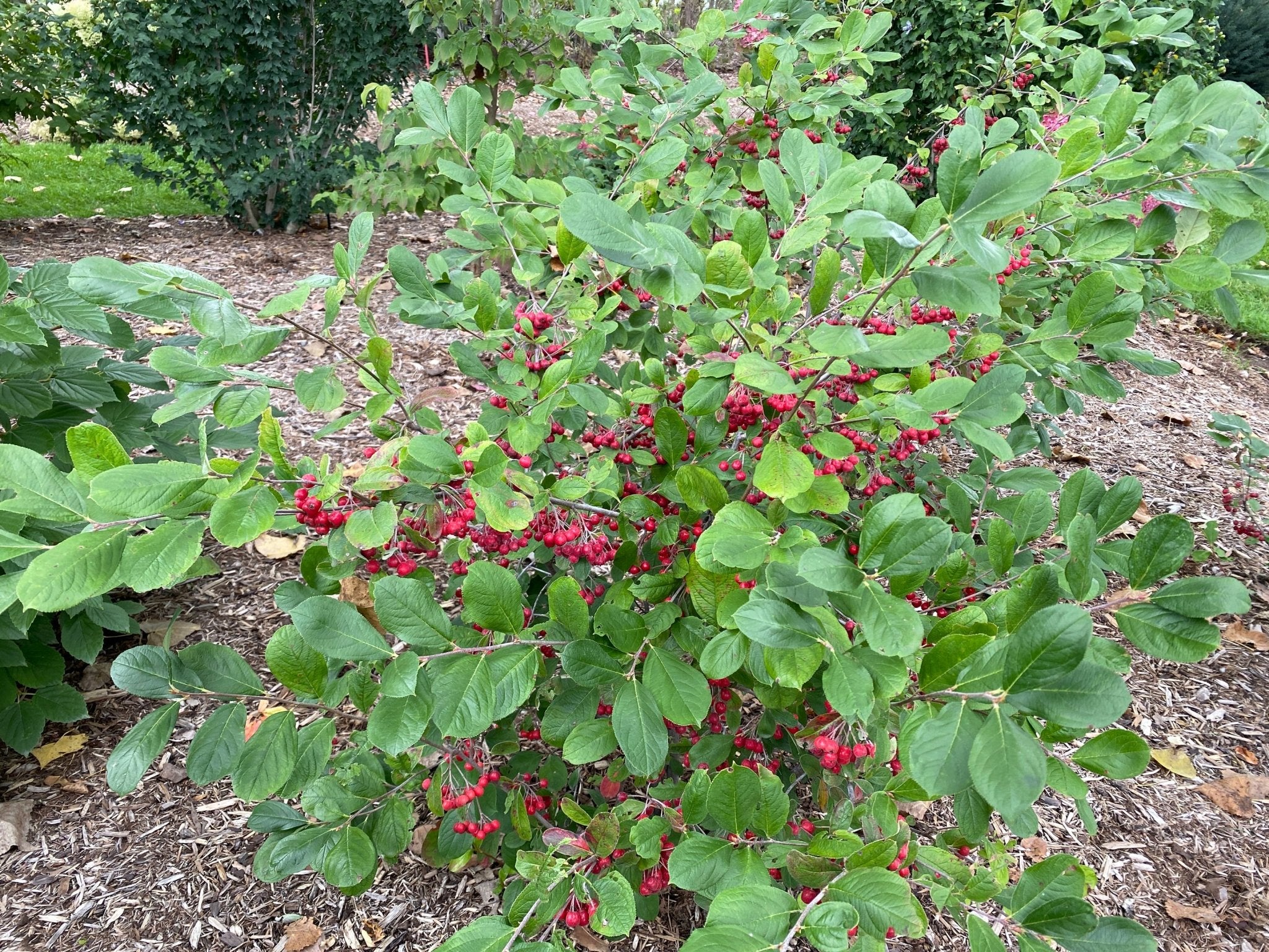 Berry Scape® Red Aronia - Image 3
