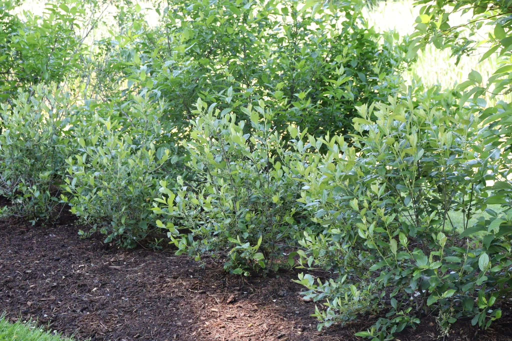 Berry Scape® Red Aronia - Image 4