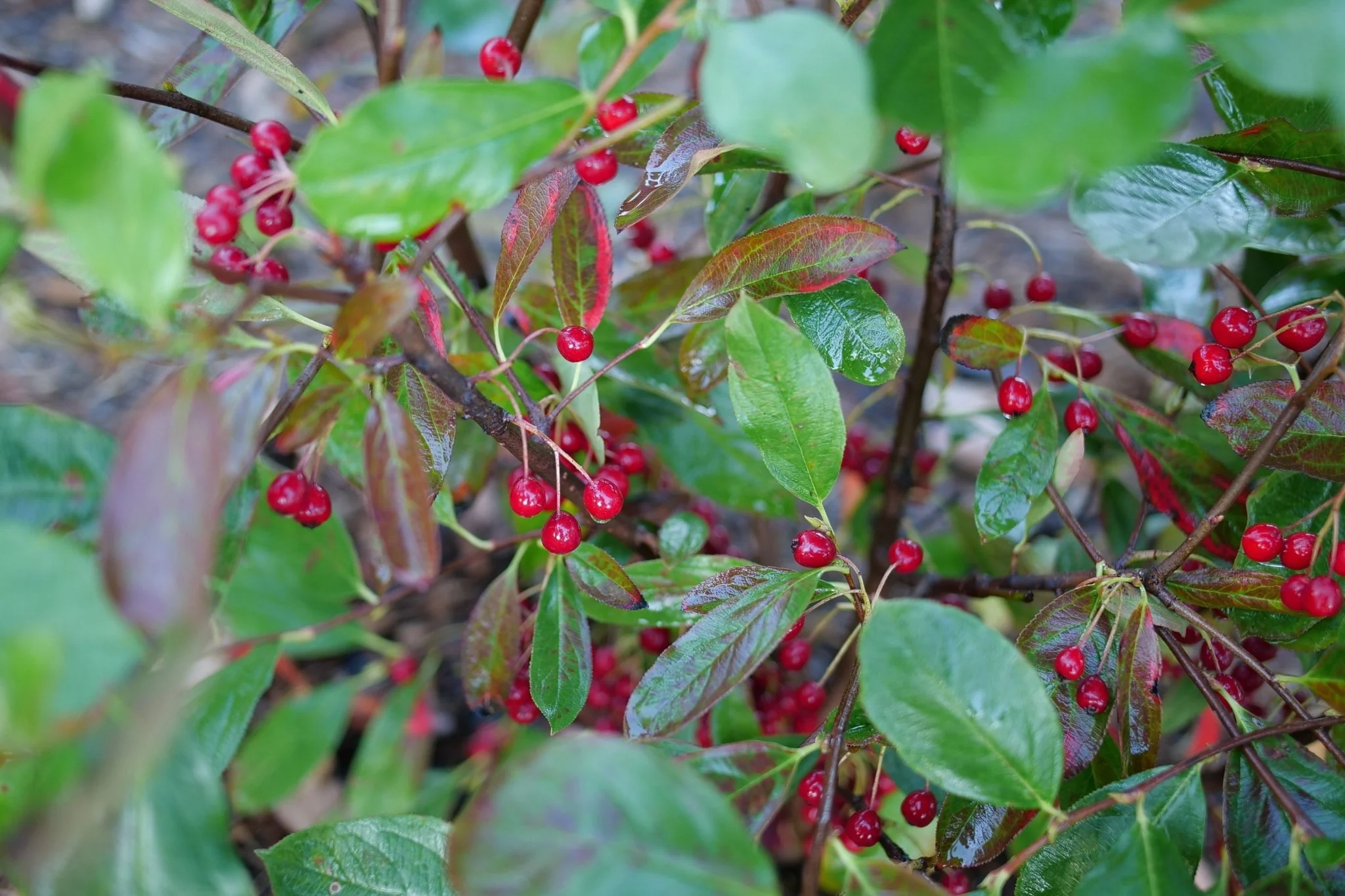 Berry Scape® Red Aronia - Image 5