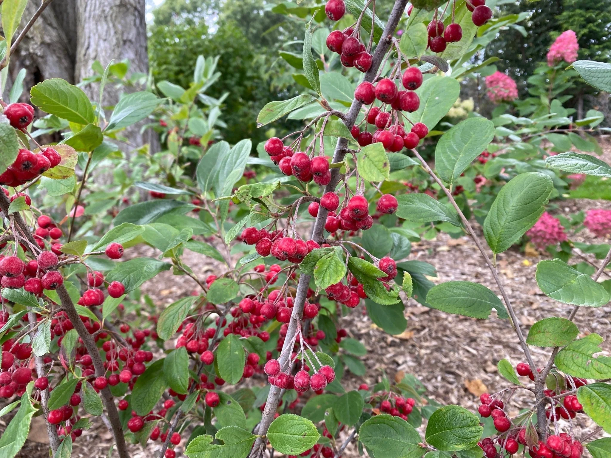 Berry Scape® Red Aronia - Image 7