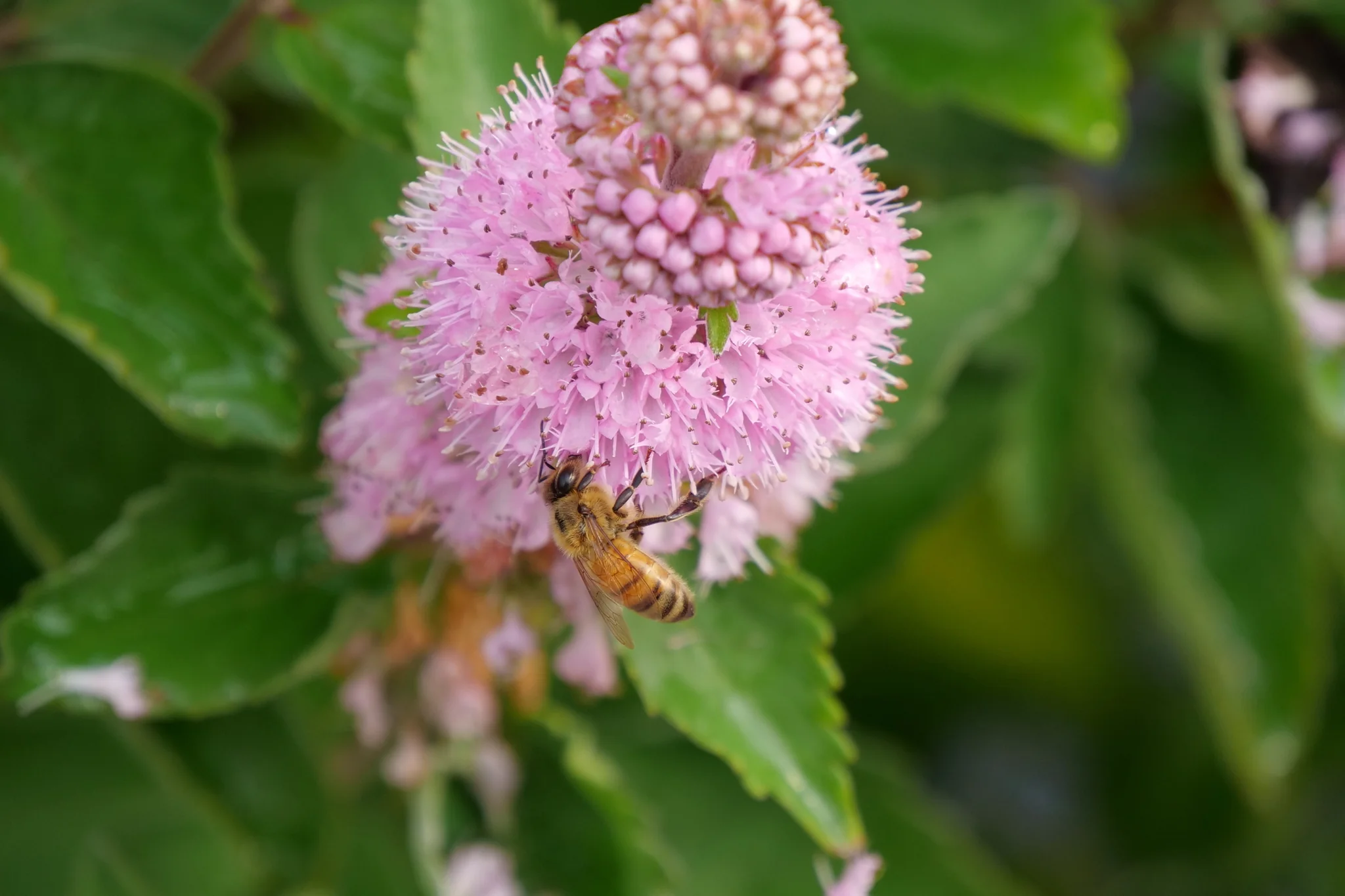 Beyond Pink'd® Bluebeard