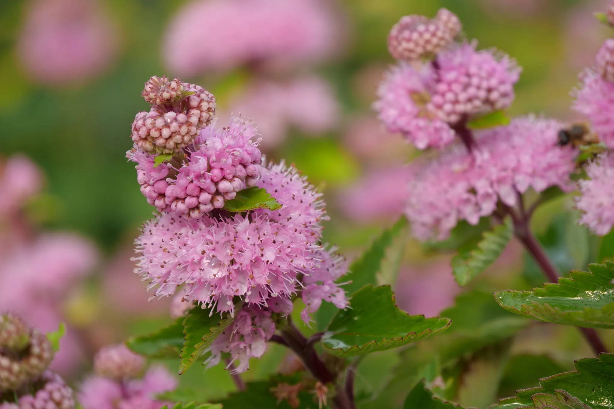 Beyond Pink'd® Bluebeard - Image 2