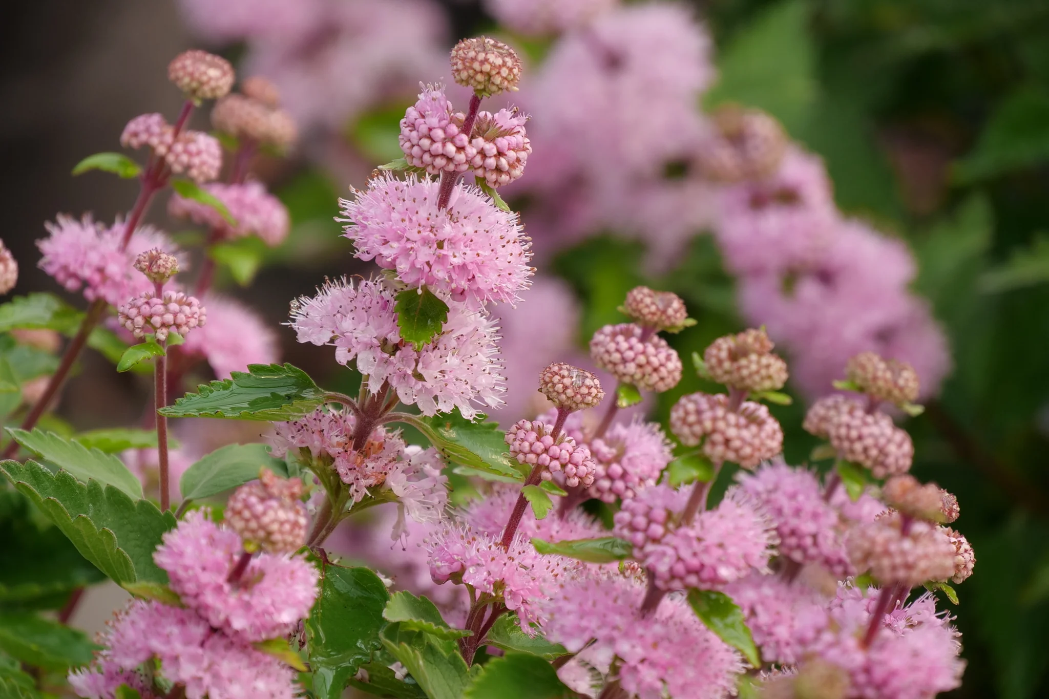 Beyond Pink'd® Bluebeard - Image 3