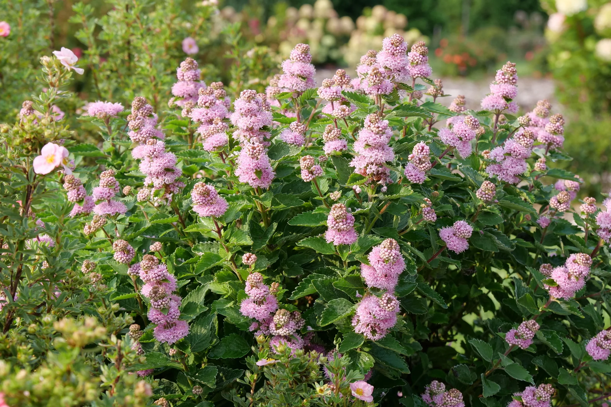 Beyond Pink'd® Bluebeard - Image 4