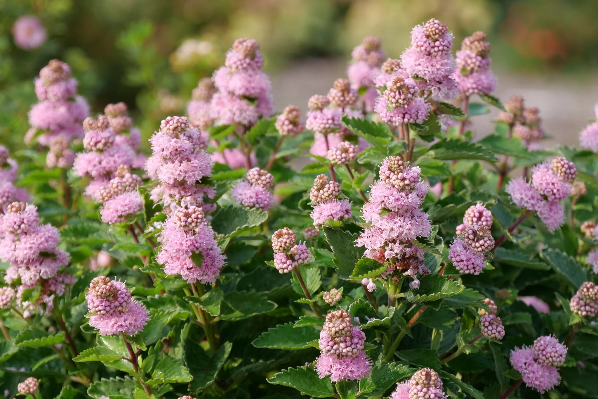 Beyond Pink'd® Bluebeard - Image 5