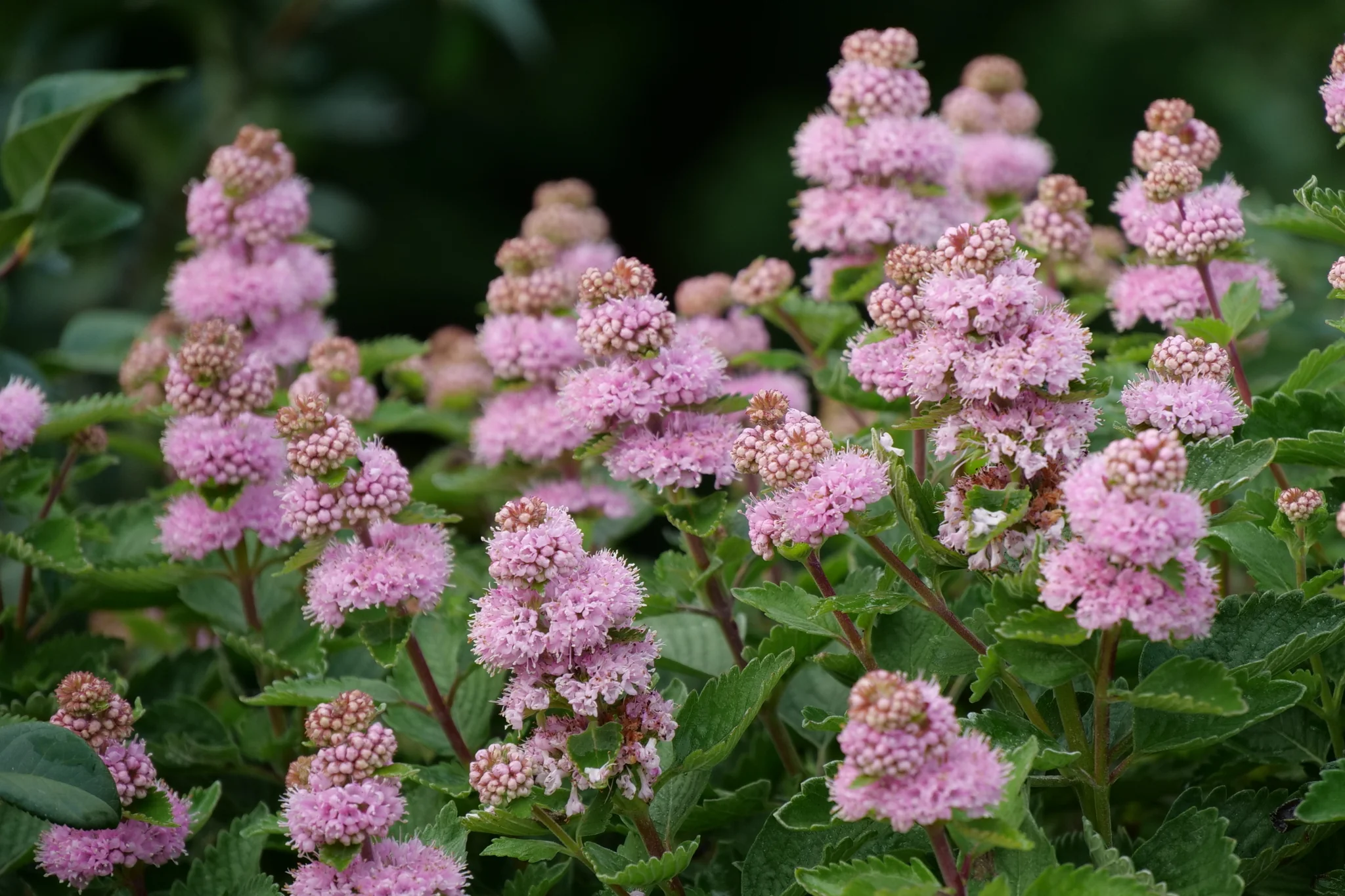 Beyond Pink'd® Bluebeard - Image 6