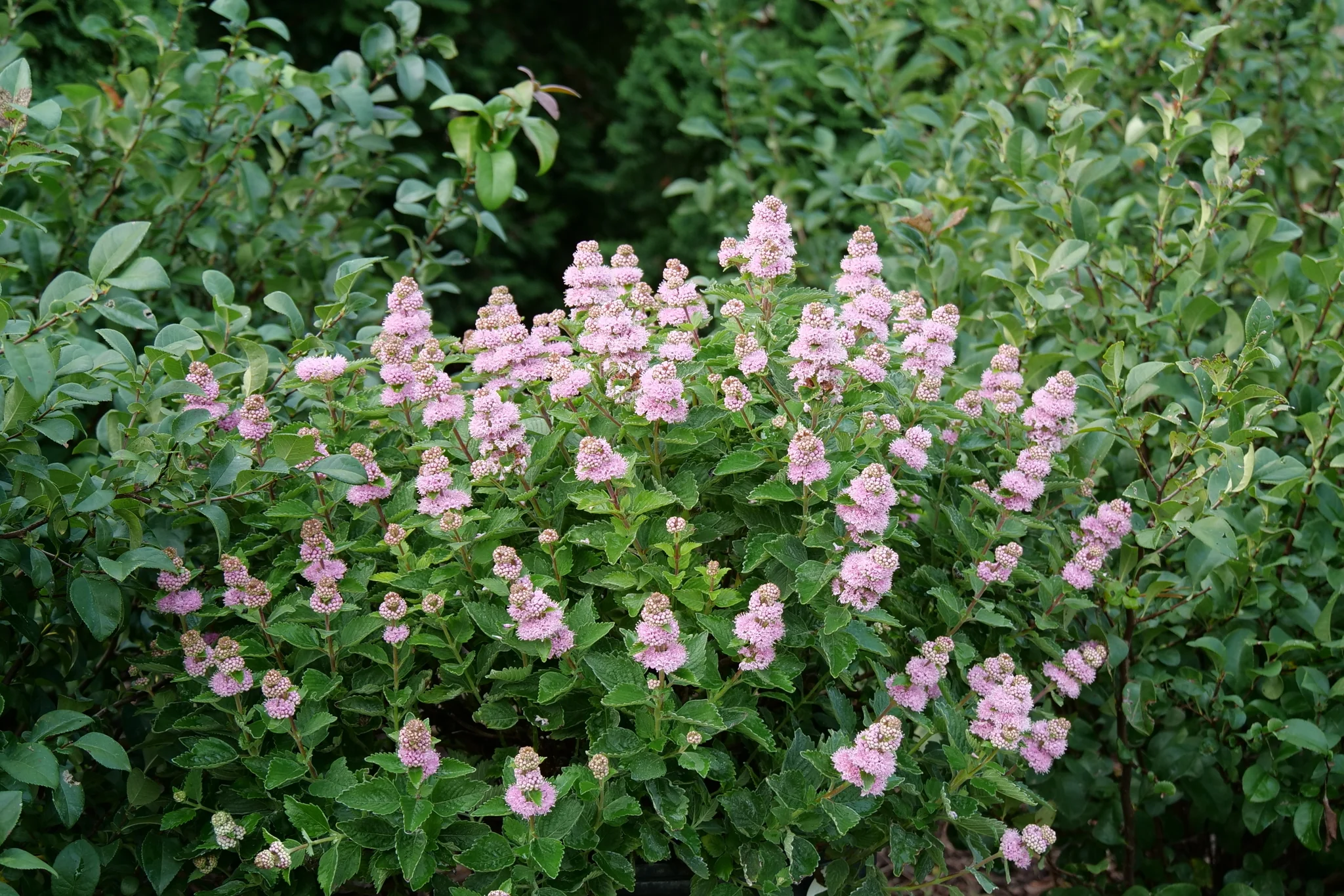 Beyond Pink'd® Bluebeard - Image 7