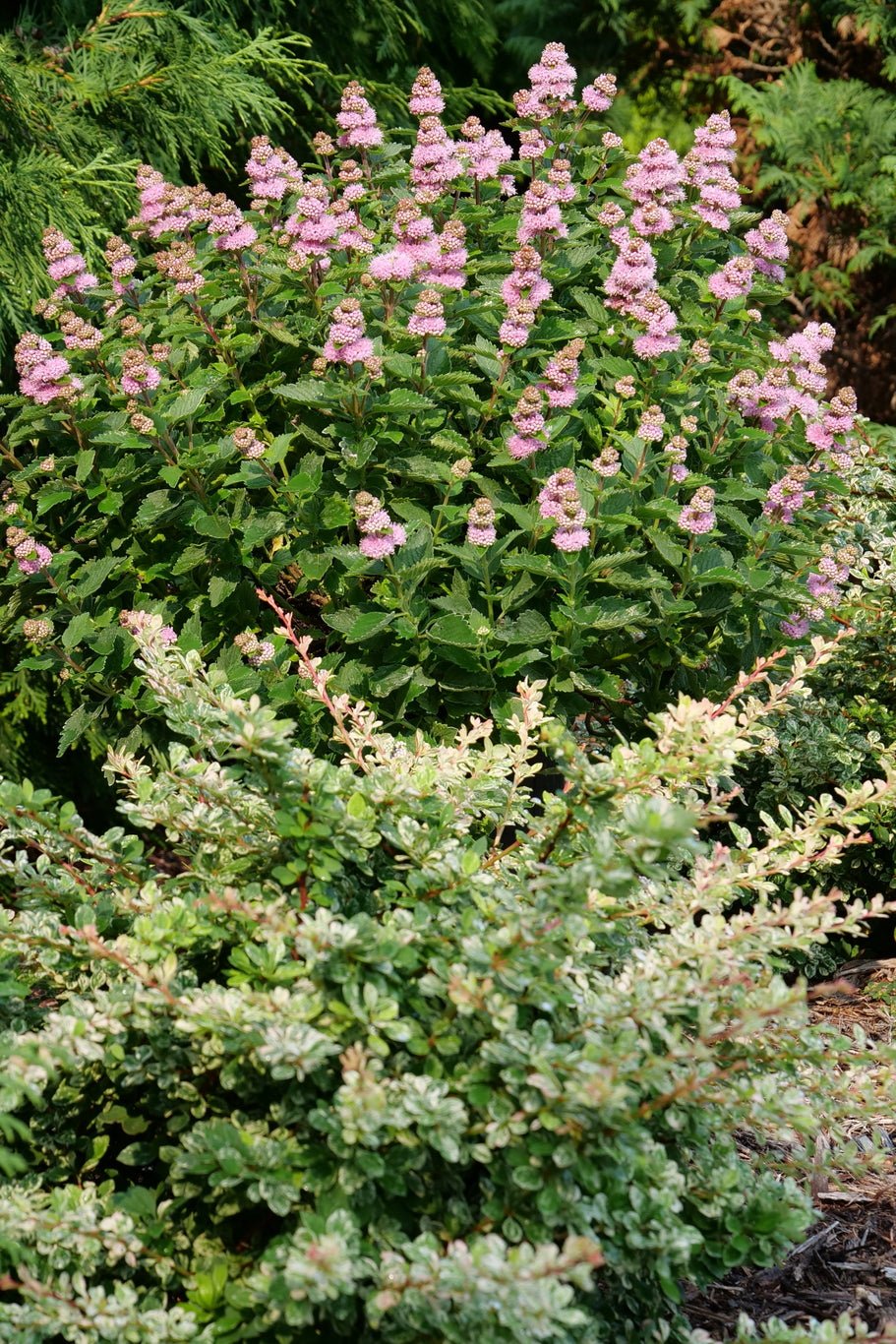 Beyond Pink'd® Bluebeard - Image 8