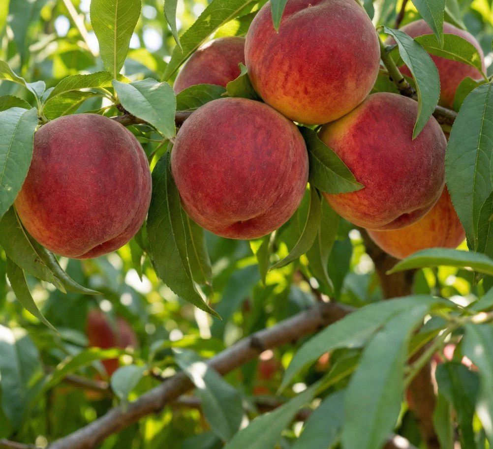Big Red Peach