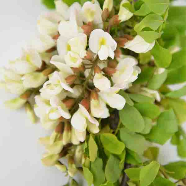 Twisty Baby Black Locust Tree