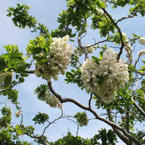 Twisty Baby Black Locust Tree - Image 2