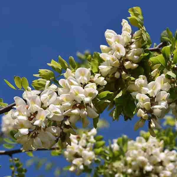 Twisty Baby Black Locust Tree - Image 3
