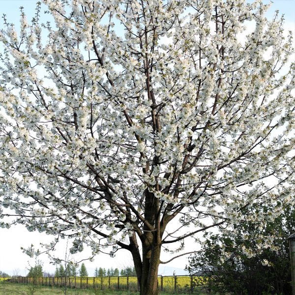 Black Tartarian Cherry Tree - Image 2