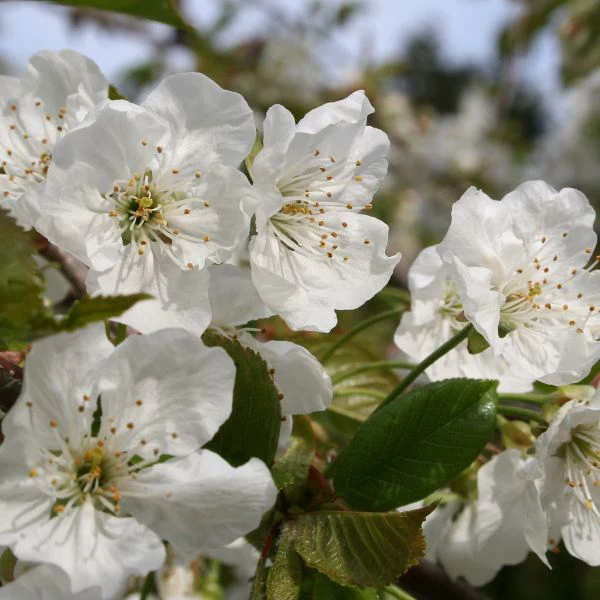 Black Tartarian Cherry Tree - Image 3