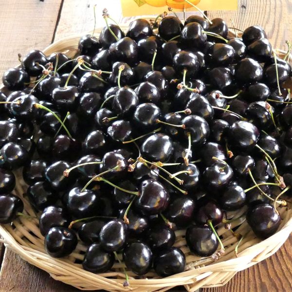 Black Tartarian Cherry Tree - Image 4