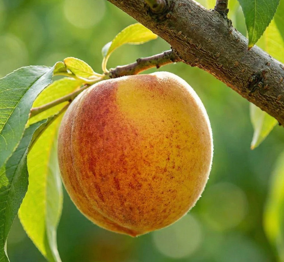 Blazeprince Peach