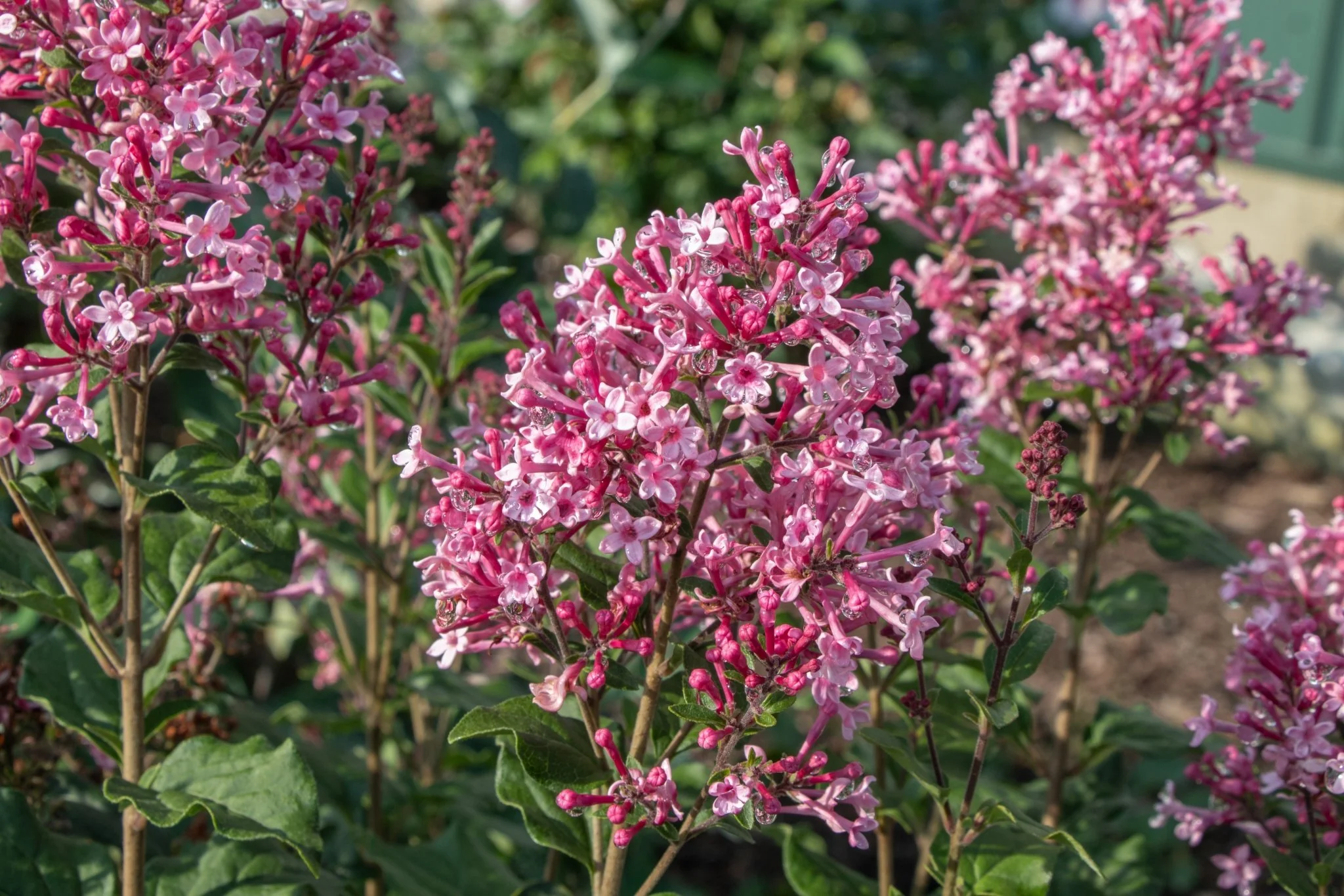 Bloomerang® Ballet™ Lilac