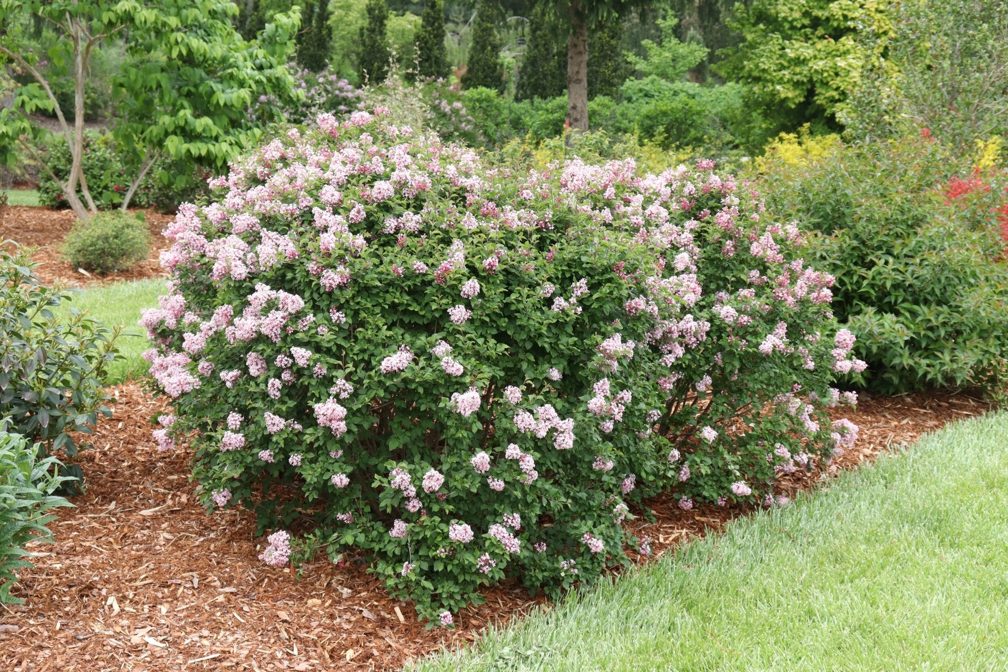 Bloomerang® Ballet™ Lilac - Image 2
