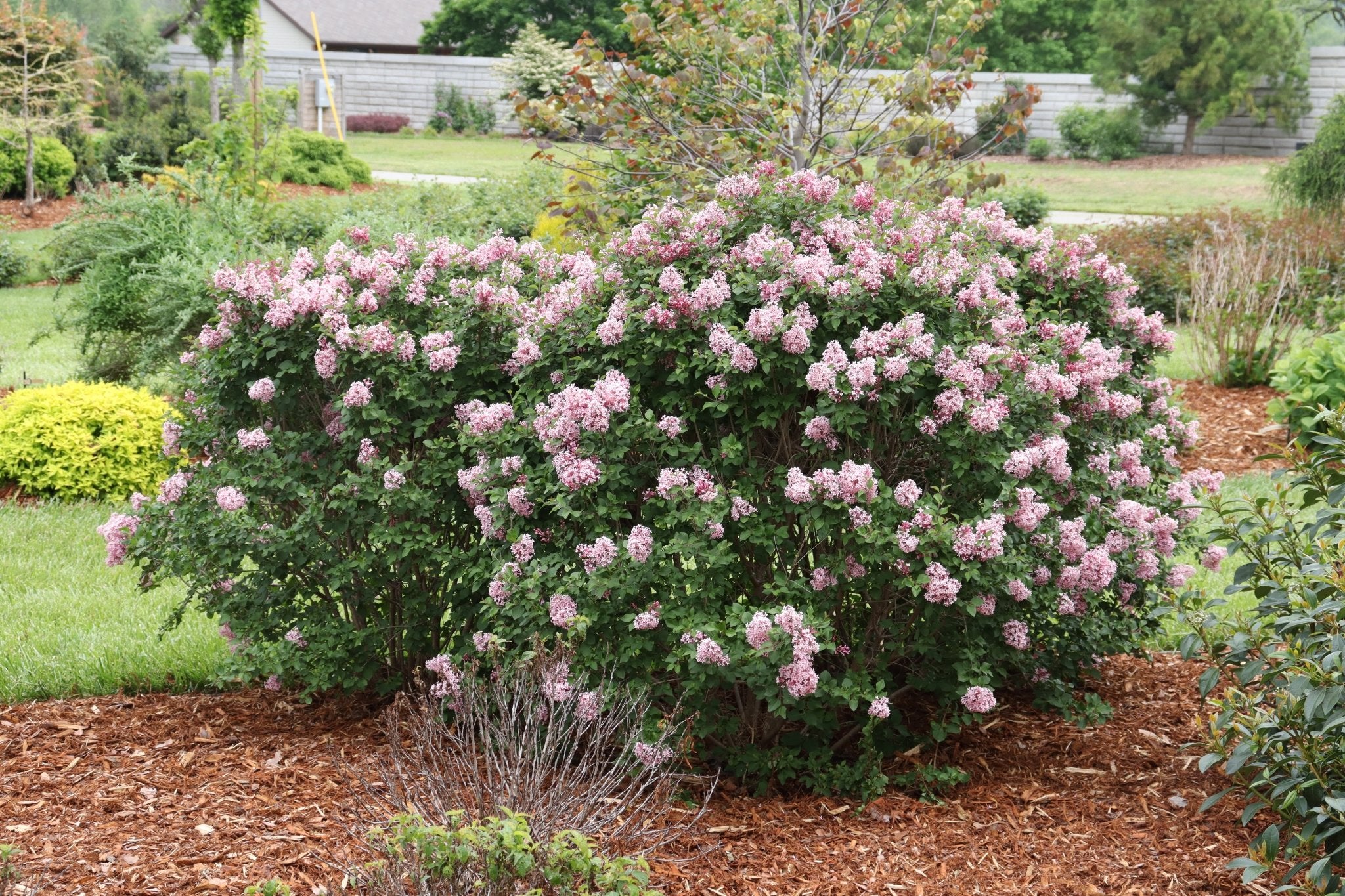 Bloomerang® Ballet™ Lilac - Image 3