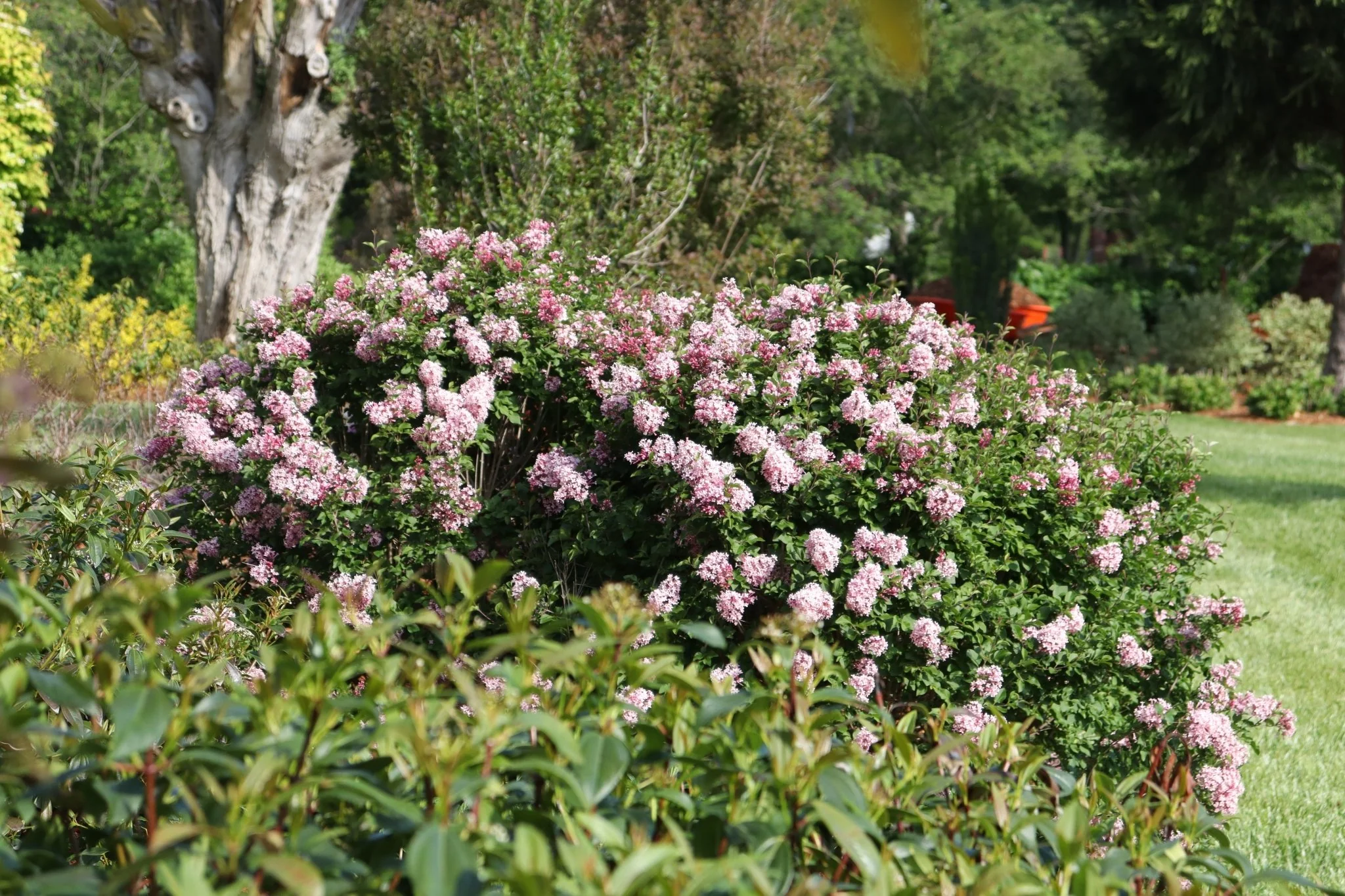 Bloomerang® Ballet™ Lilac - Image 4