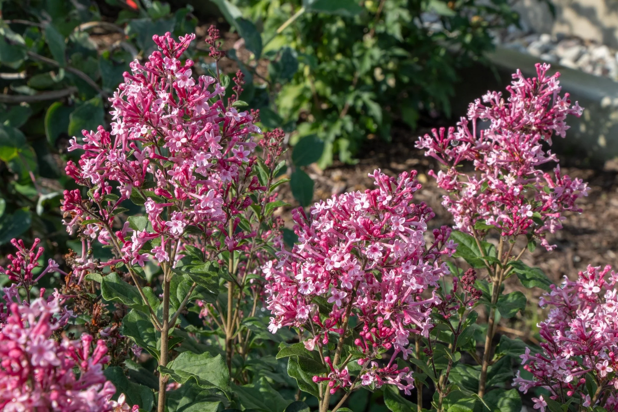 Bloomerang® Ballet™ Lilac - Image 6