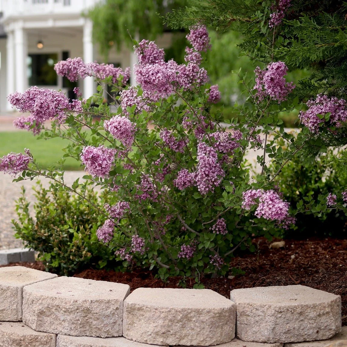 Bloomerang® Dark Purple Lilac - Image 10