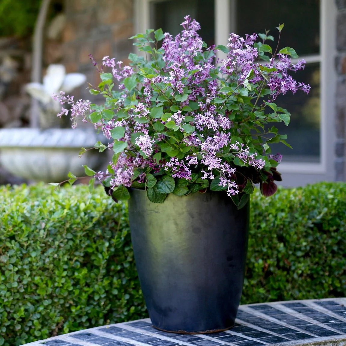 Bloomerang® Dark Purple Lilac - Image 3