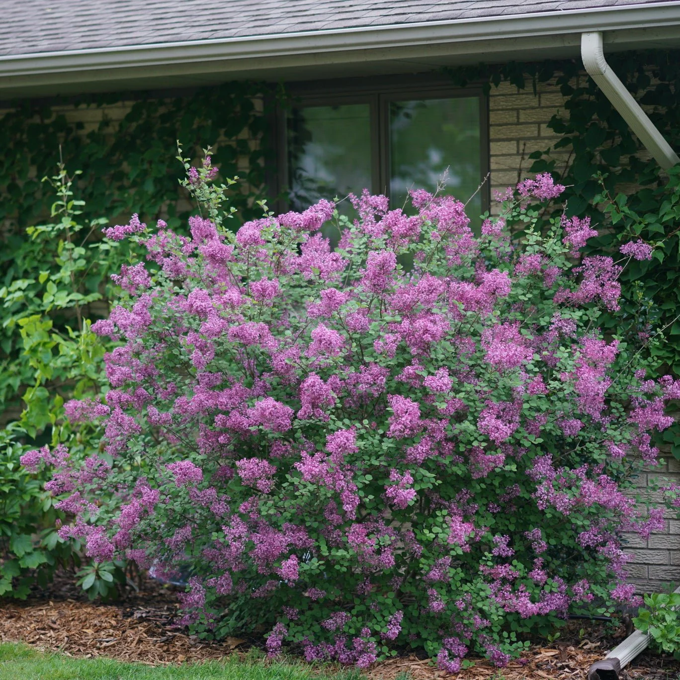 Bloomerang® Dark Purple Lilac - Image 5