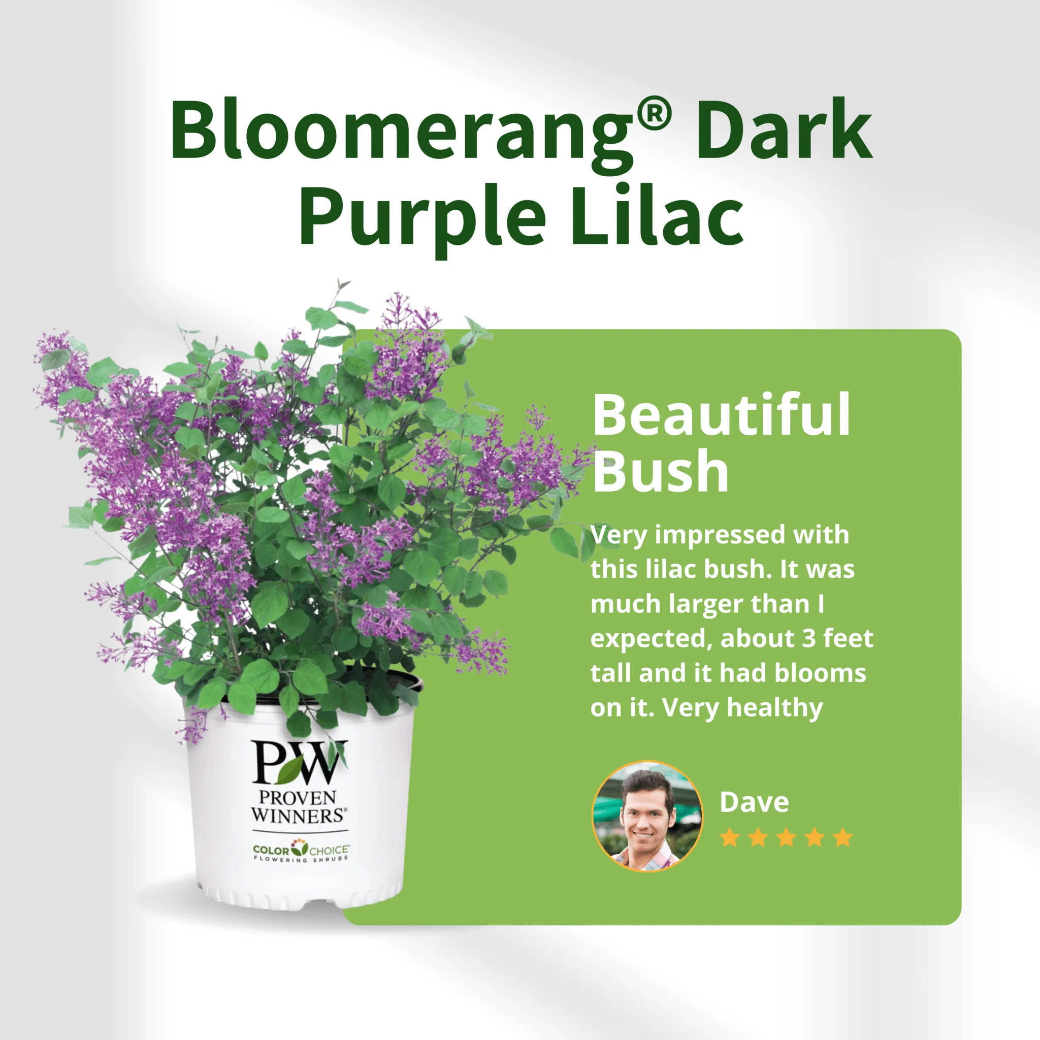 Bloomerang® Dark Purple Lilac - Image 6