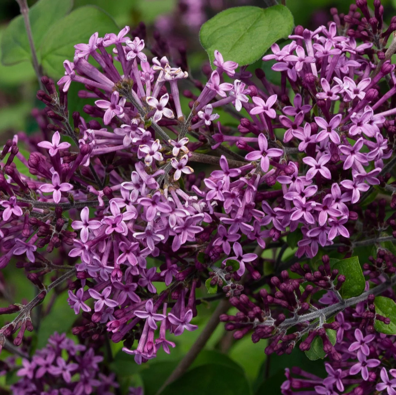 Bloomerang® Dark Purple Lilac - Image 7