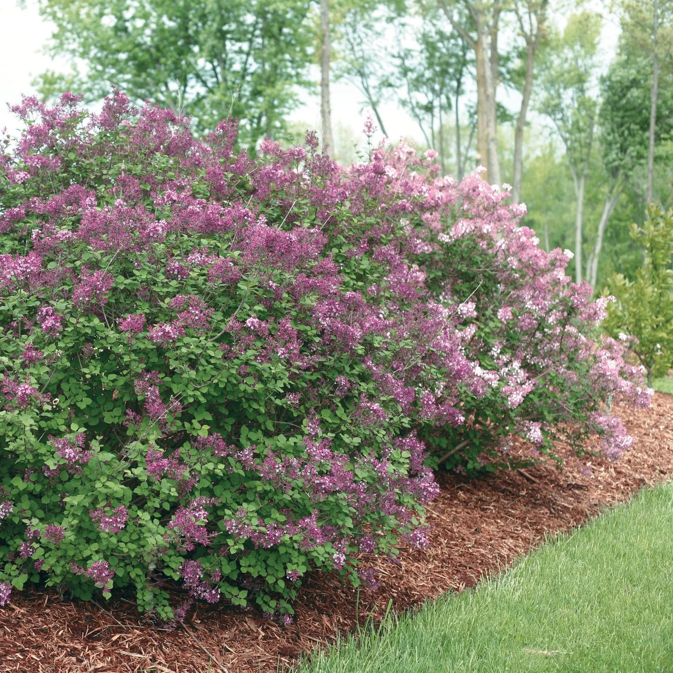Bloomerang® Dark Purple Lilac - Image 8