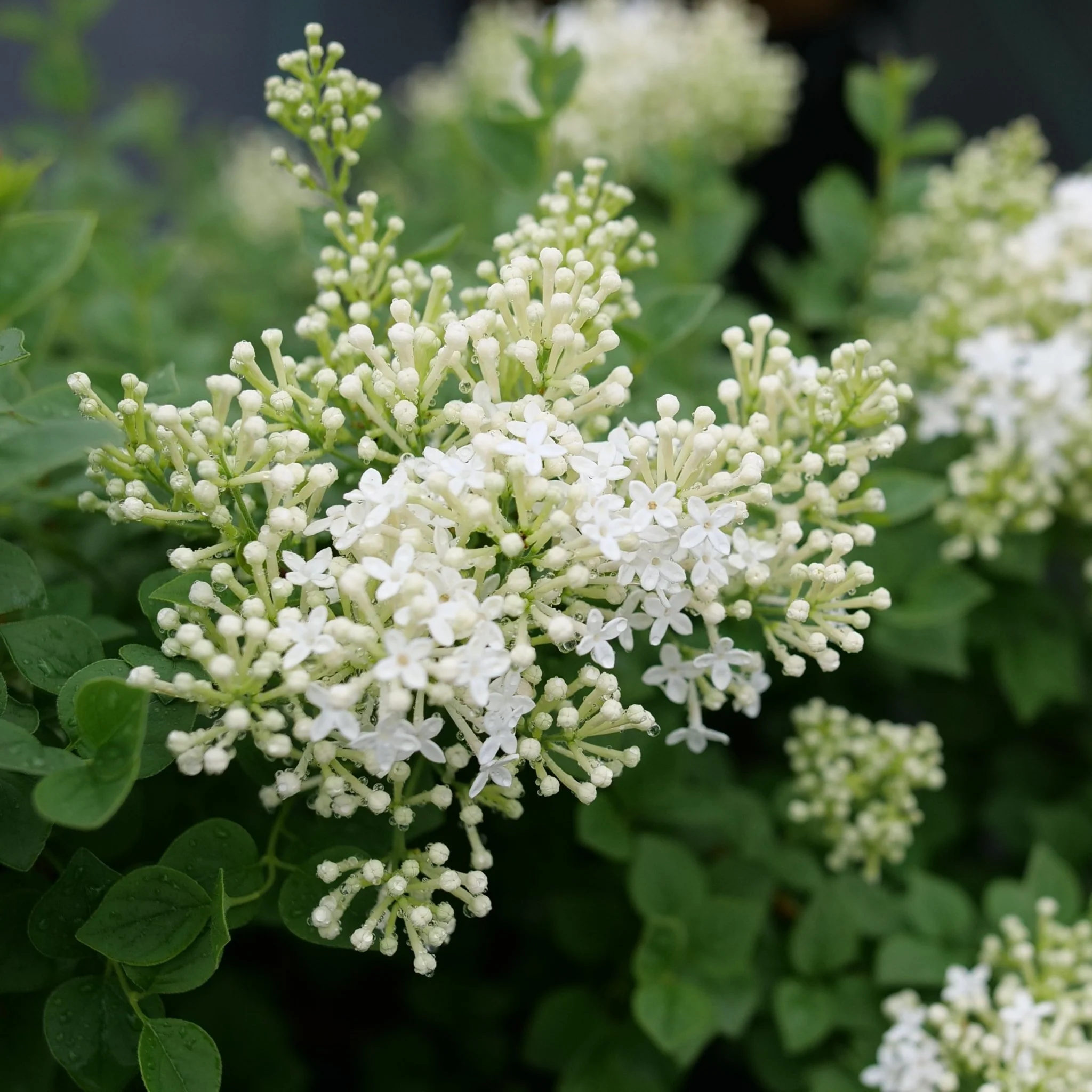 Bloomerang® Showmound Lilac