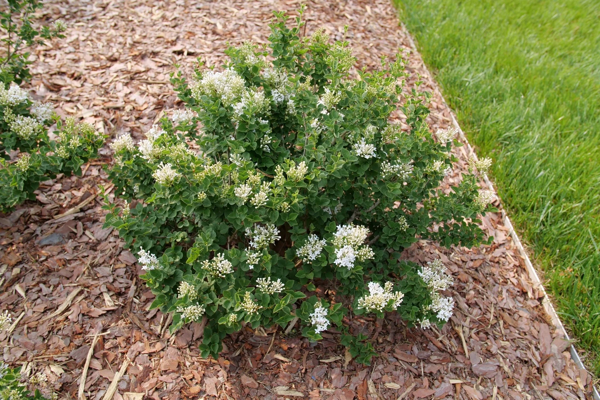 Bloomerang® Showmound Lilac - Image 2
