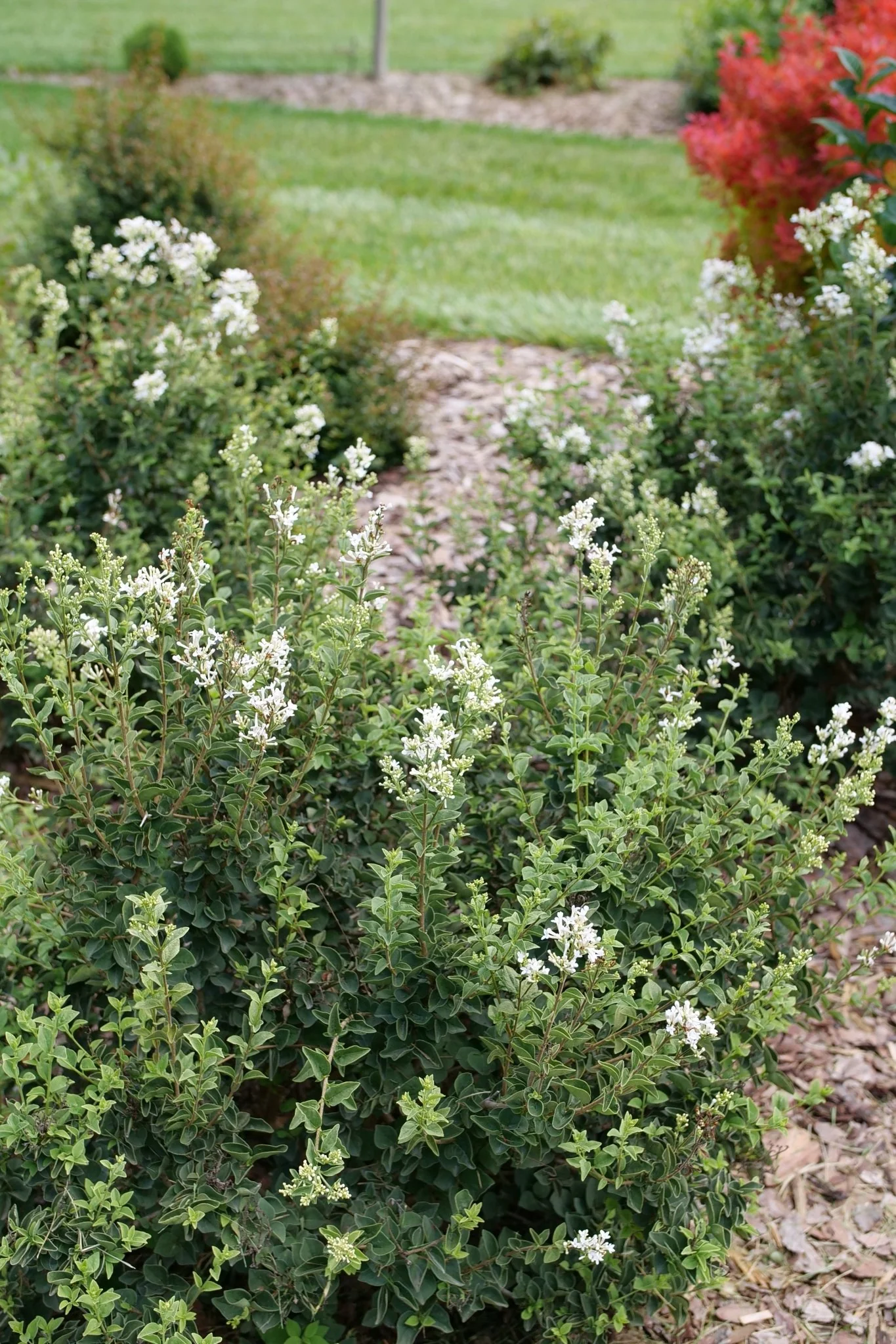 Bloomerang® Showmound Lilac - Image 3
