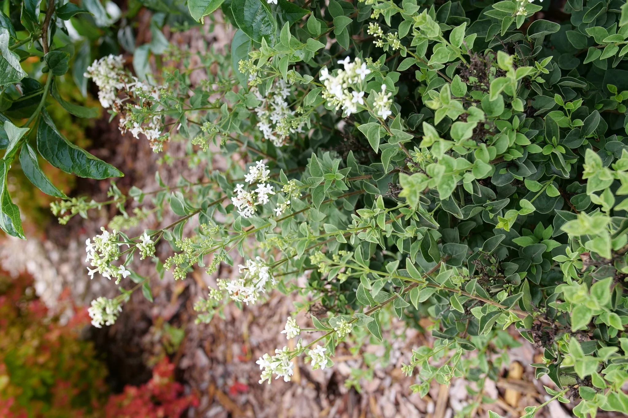 Bloomerang® Showmound Lilac - Image 4