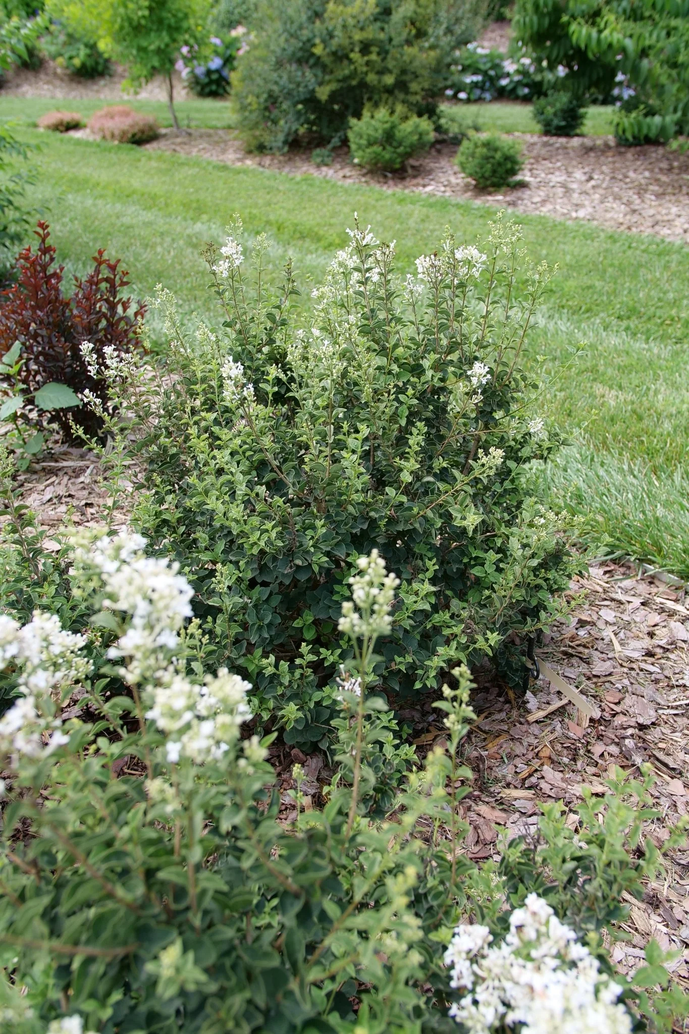 Bloomerang® Showmound Lilac - Image 5