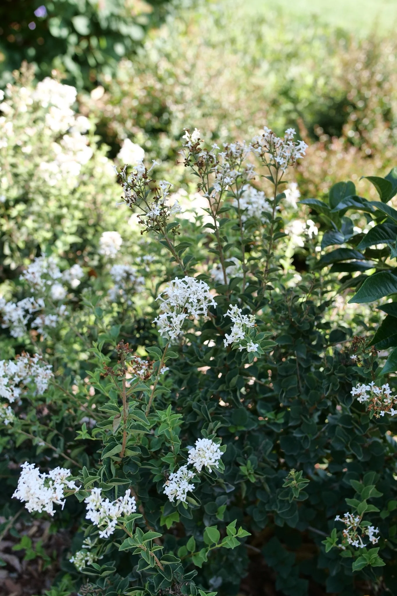 Bloomerang® Showmound Lilac - Image 6