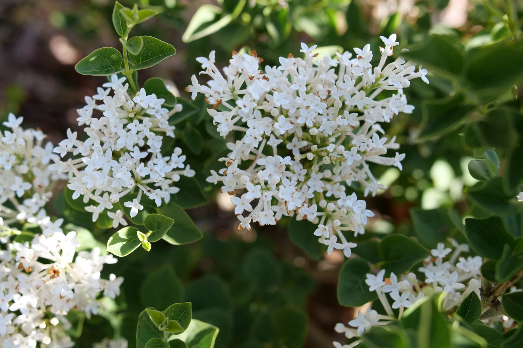 Bloomerang® Showmound Lilac - Image 7