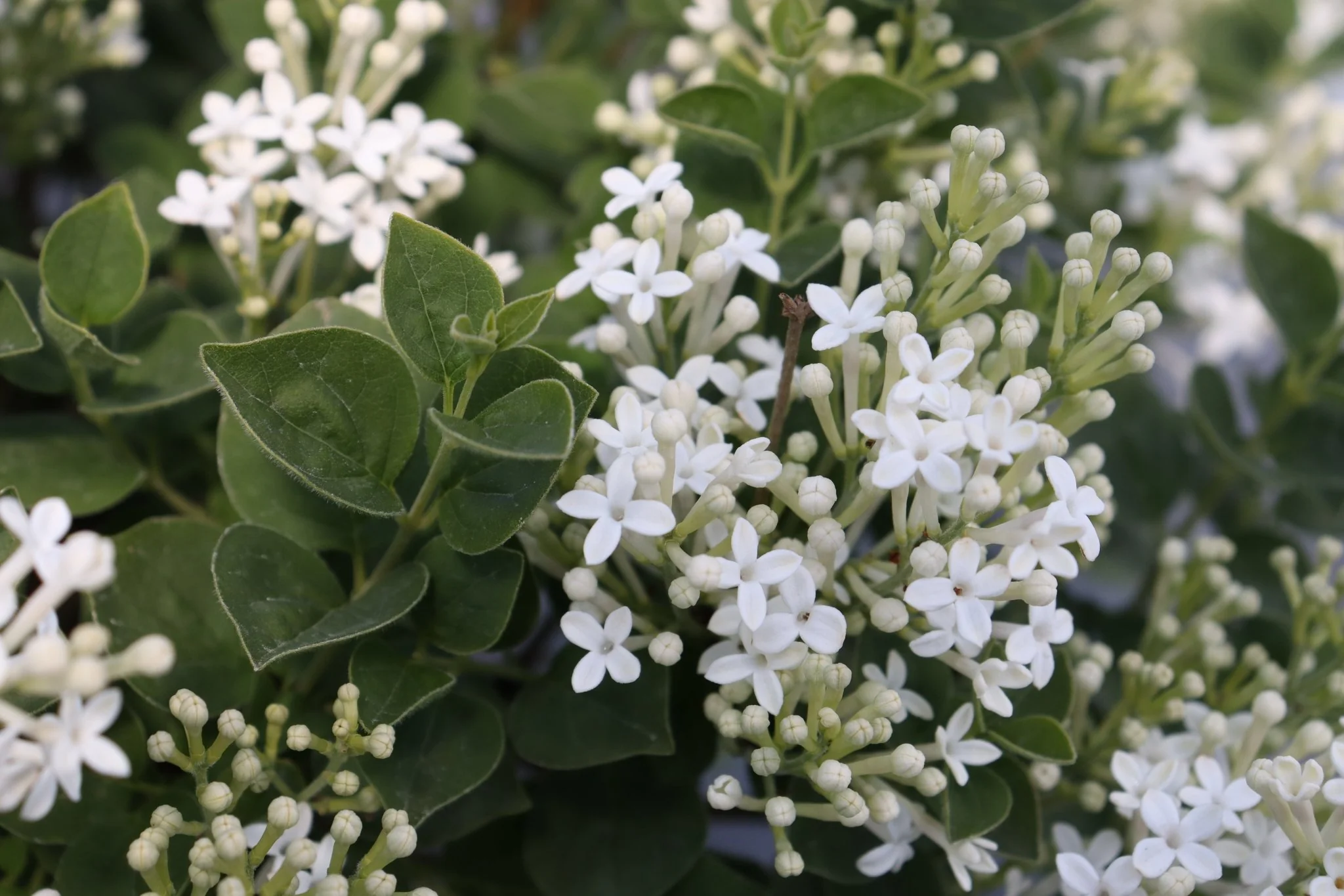 Bloomerang® Showmound Lilac - Image 8