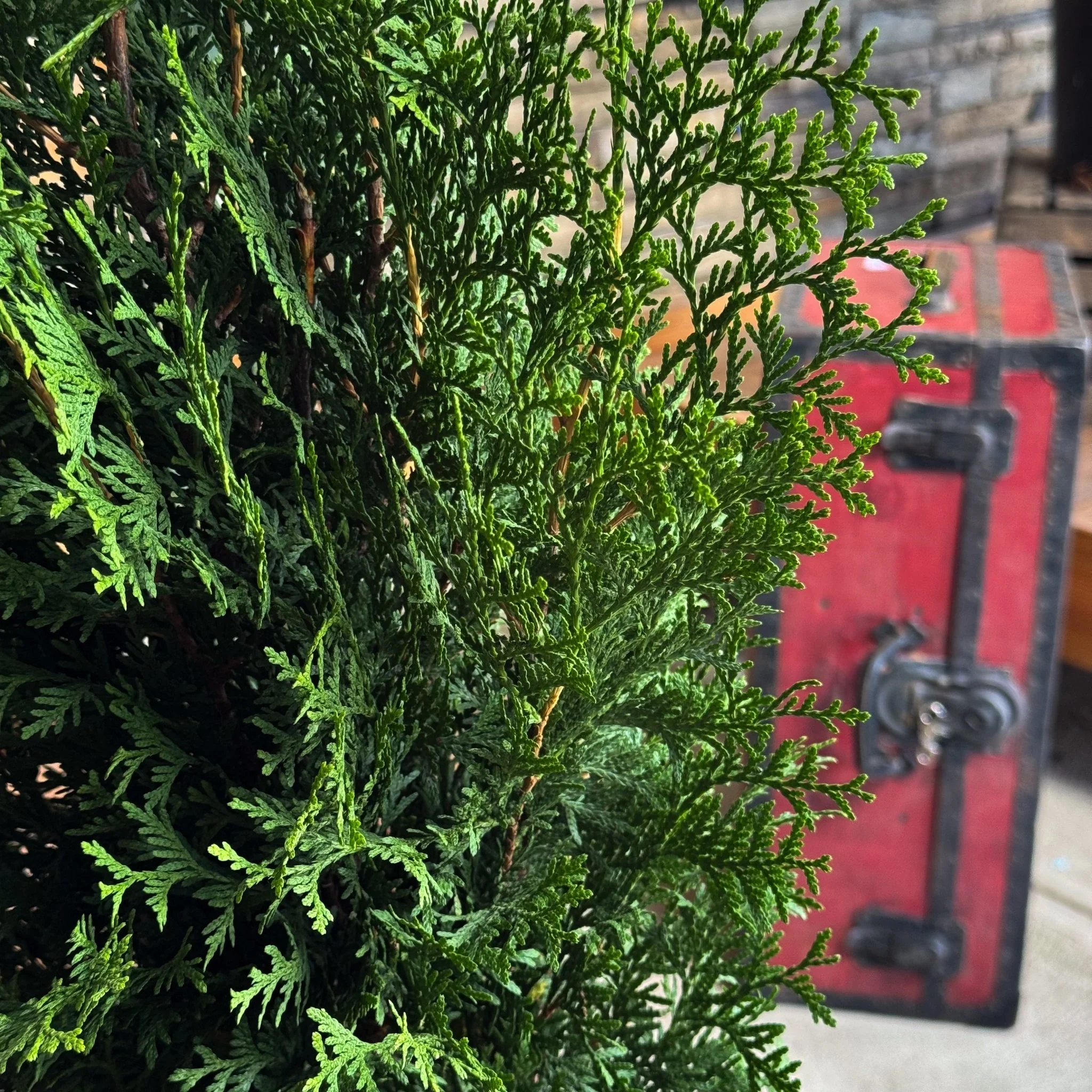 Private Jet™ Arborvitae - Image 2