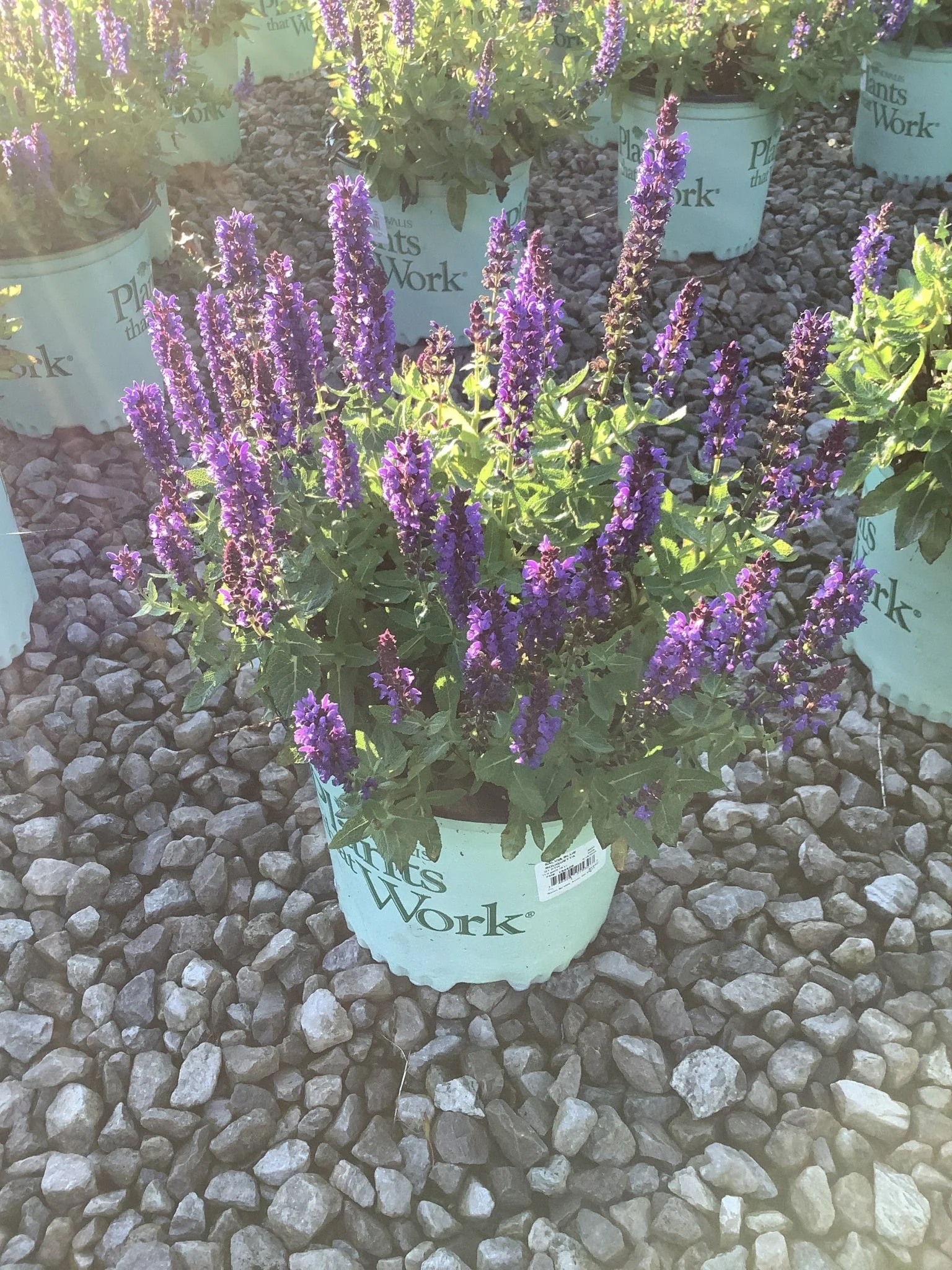 Blue Bouquetta Meadow Sage - Image 2