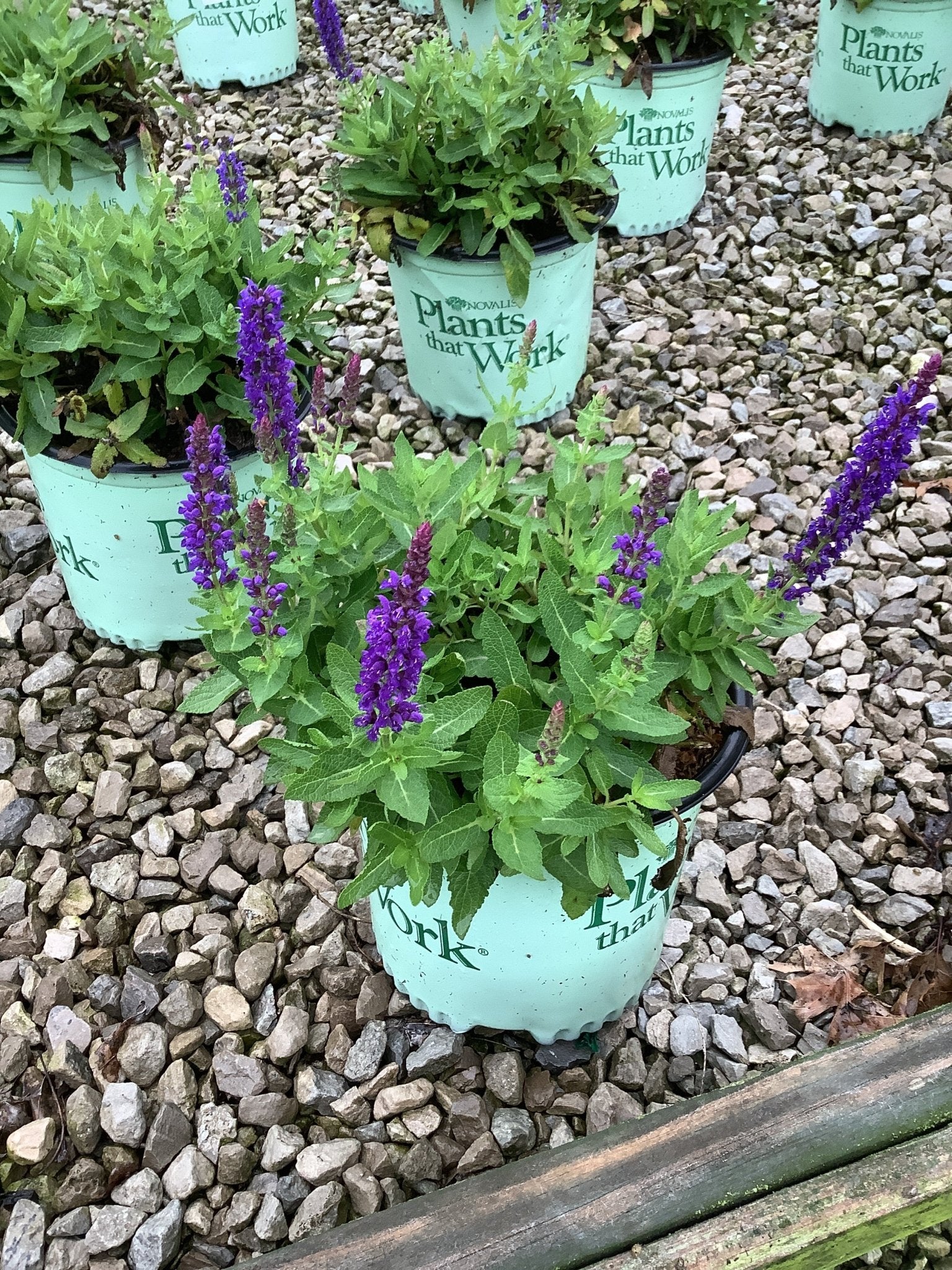 Blue Bouquetta Meadow Sage - Image 3